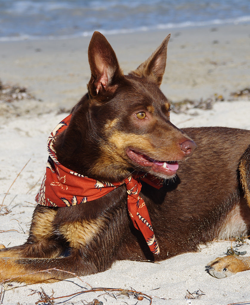Dog Bandana | Pineapple Rust-Golden Breed