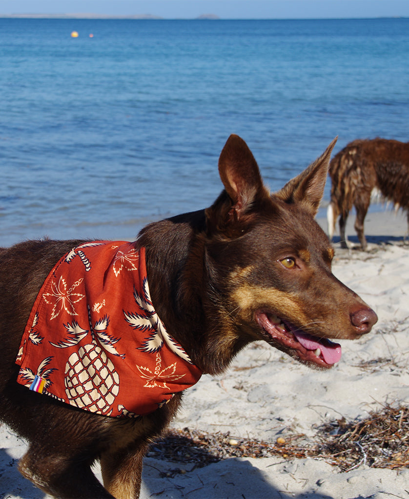 Dog Bandana | Pineapple Rust-Golden Breed