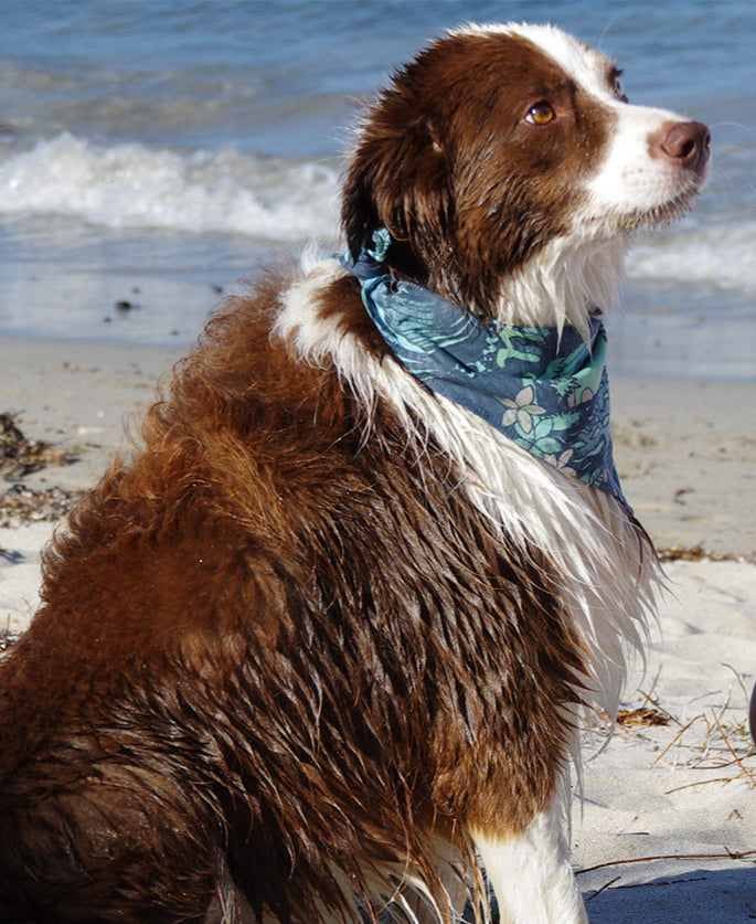 Dog Bandana | Maui Navy
