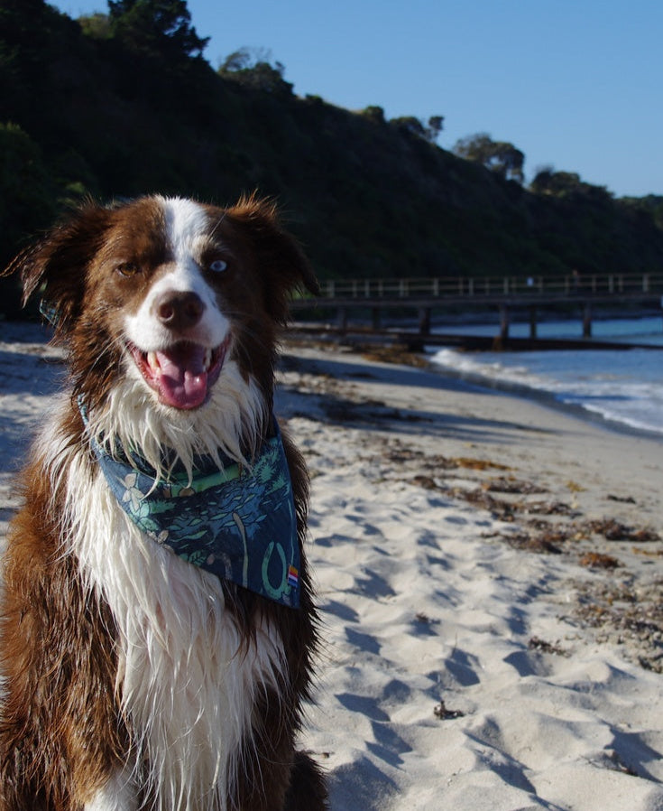 Dog Bandana | Maui Navy