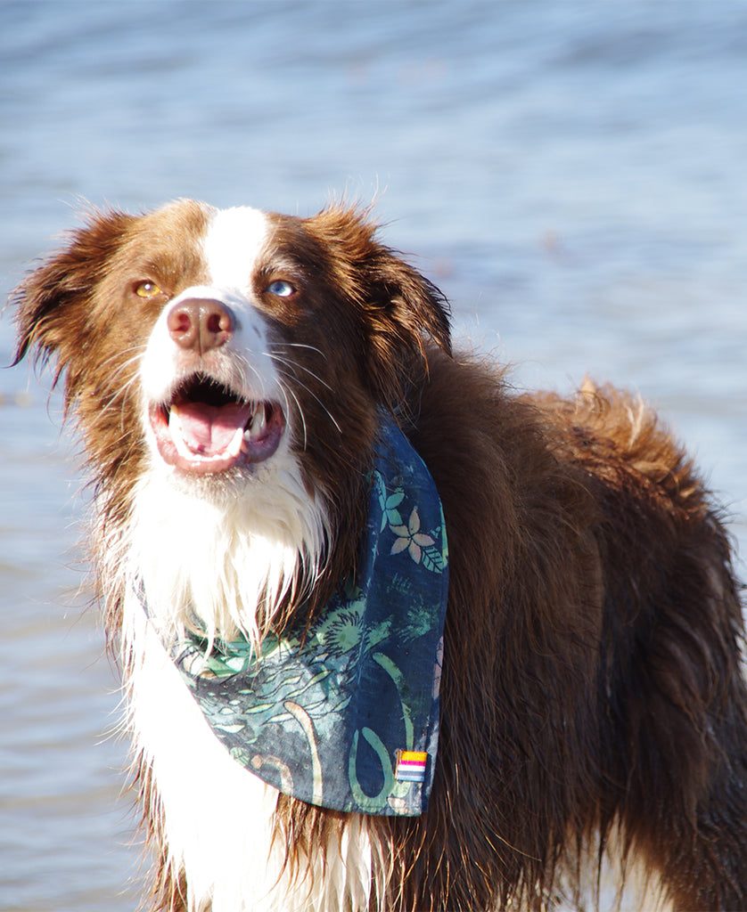 Dog Bandana | Maui Navy