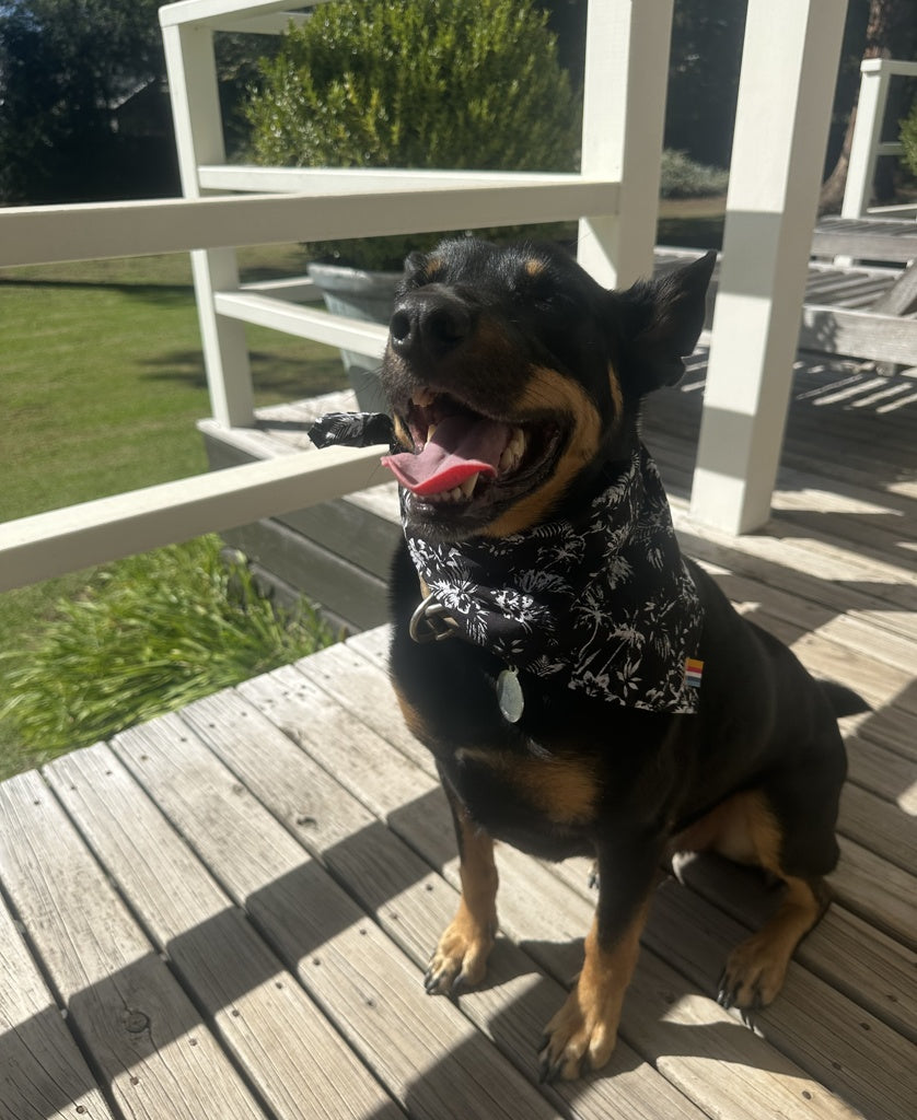 Dog Bandana | Palms Black-Golden Breed