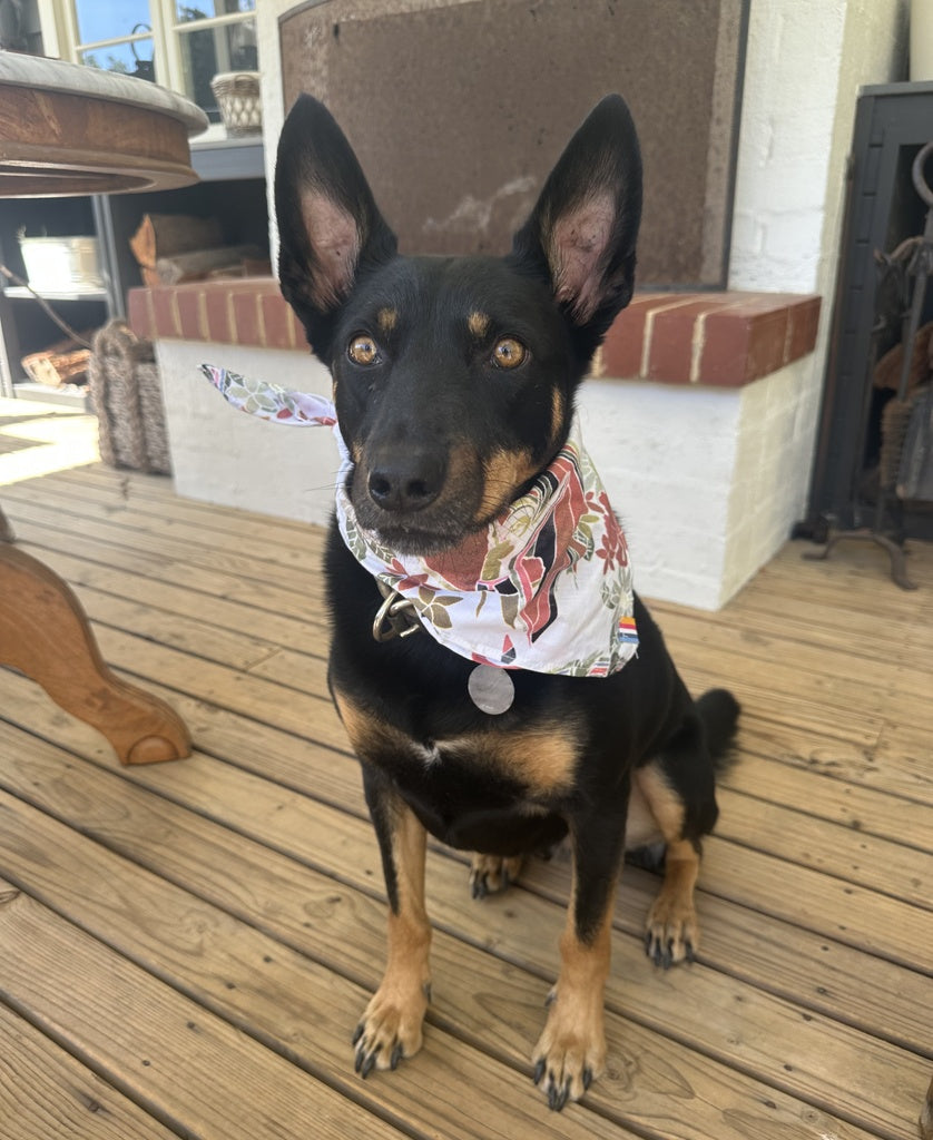 Dog Bandana | Maui Off White