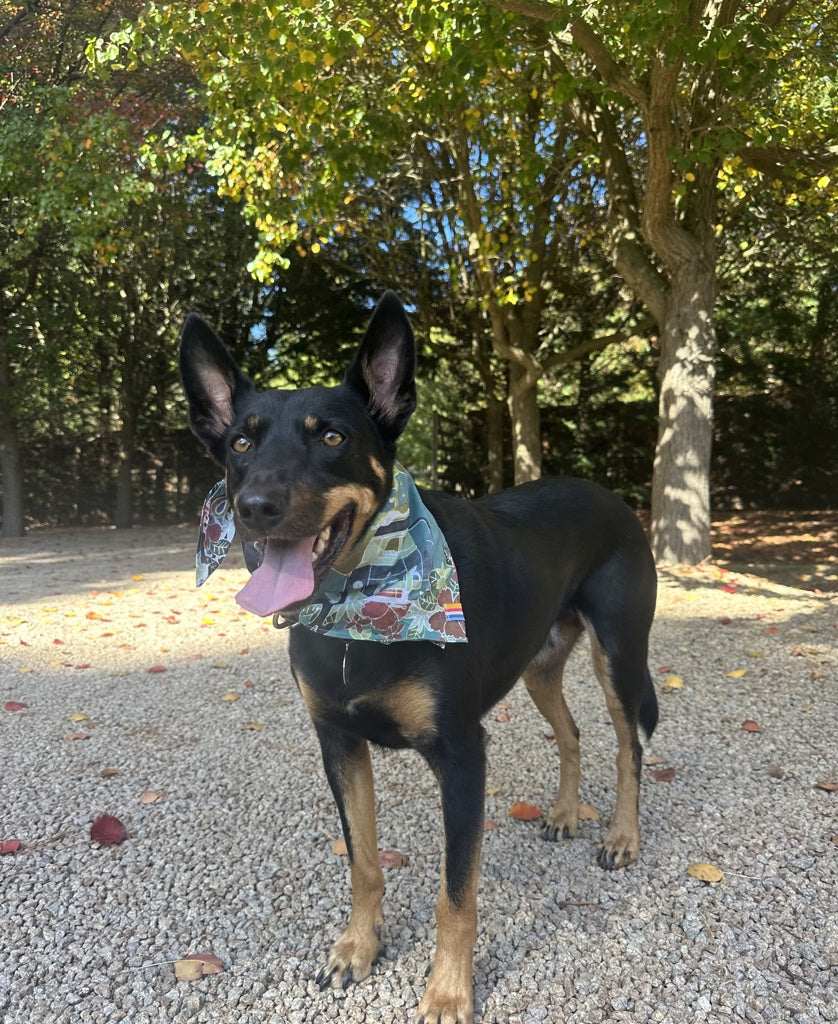A black and tan dog with upright ears wears the Golden Breed Dog Bandana | Maui Surf Green, standing on gravel near trees with green and autumn leaves.