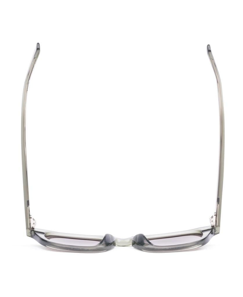 Elio | Nori / Grey-Golden Breed