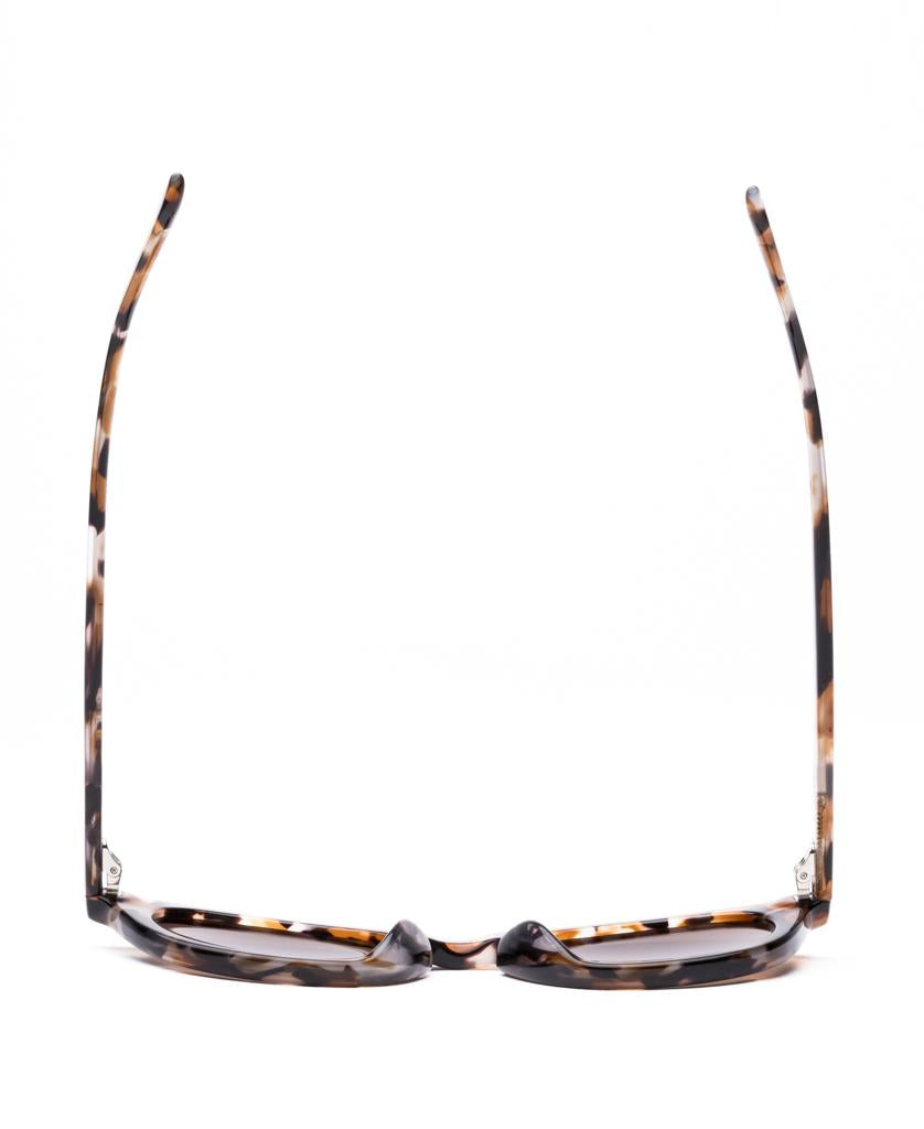 Now or Never | Chestnut / Tort Coffee-Golden Breed