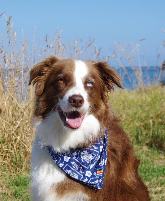 Dog Bandana | Molokai Blue-Golden Breed