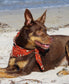 Dog Bandana | Pineapple Rust