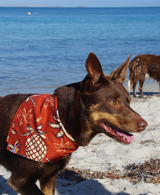 Dog Bandana | Pineapple Rust