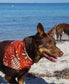 Dog Bandana | Pineapple Rust