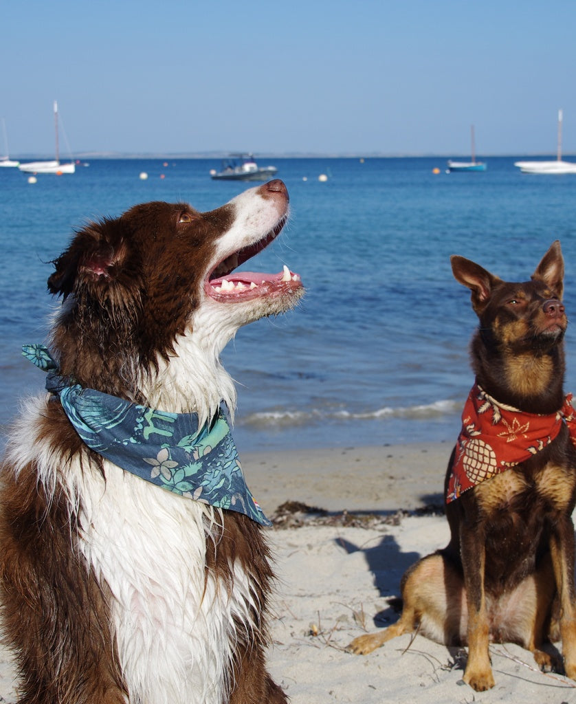 Dog Bandana | Pineapple Rust-Golden Breed