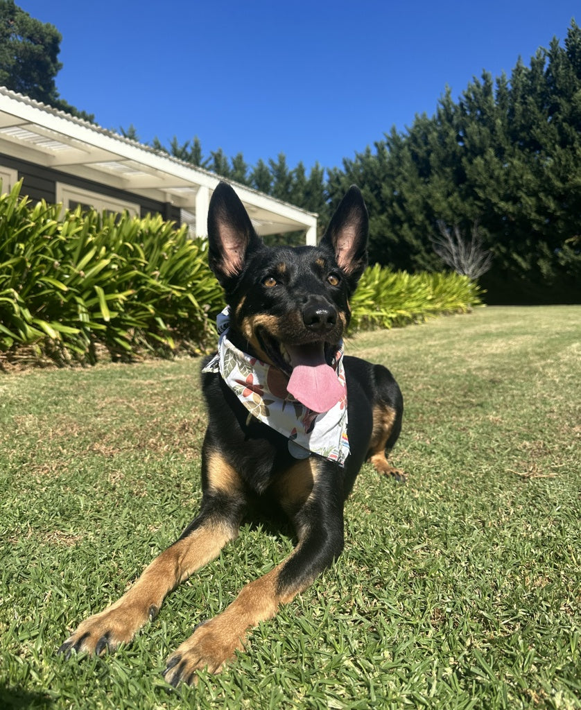 Dog Bandana