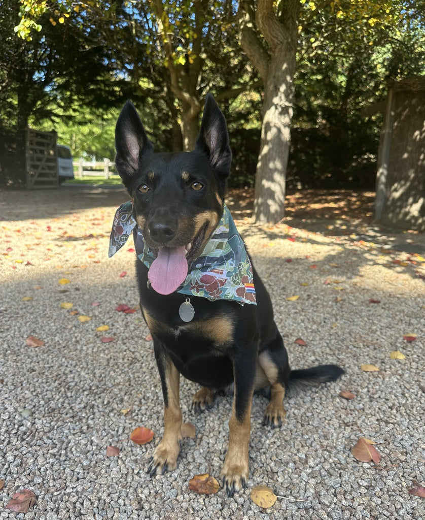 A black and tan dog wears the Golden Breed Dog Bandana in Maui Surf Green, sitting on gravel amid trees with sunlight in the background.